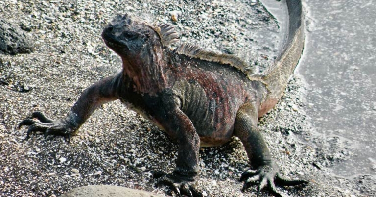 Marine iguana
