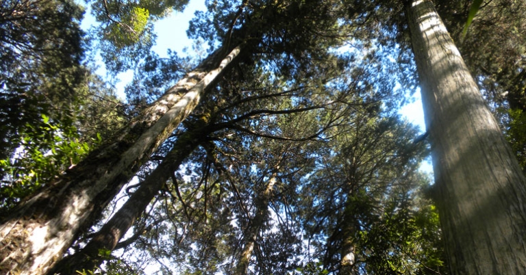 Alerce (Fitzroya cupressoides) in Lahuen Ñadi Private Park