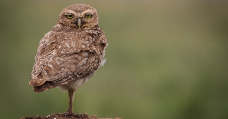 Burrowing Owl 