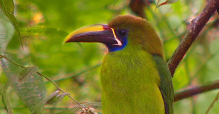 Northern Emerald-Toucanet  
