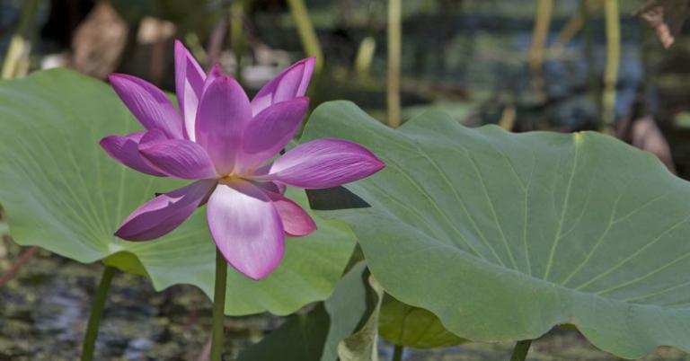 Lotus Lily 