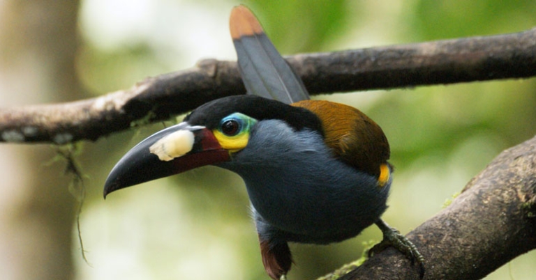 Plate-billed Mountain-Toucan