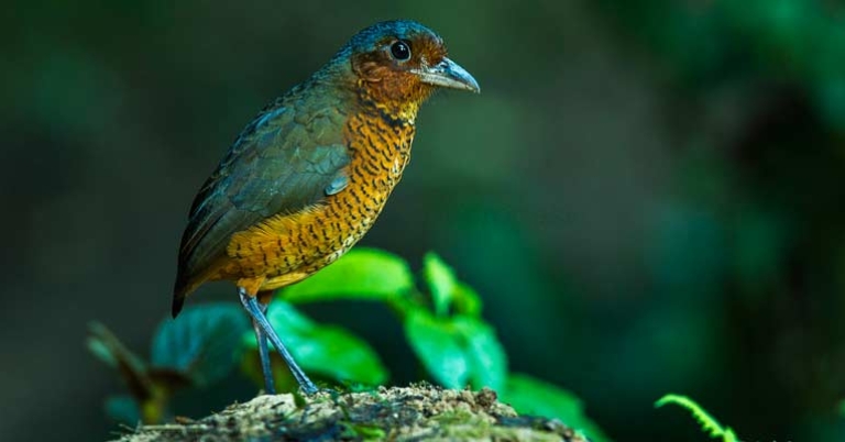 Giant Antpitta