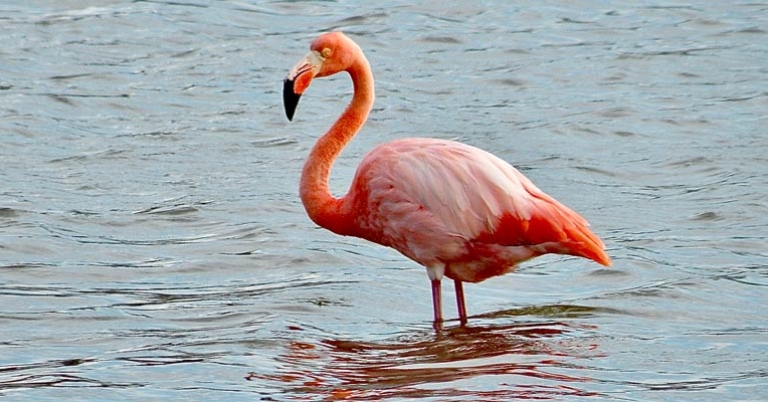 Flamingo in the Galápagos