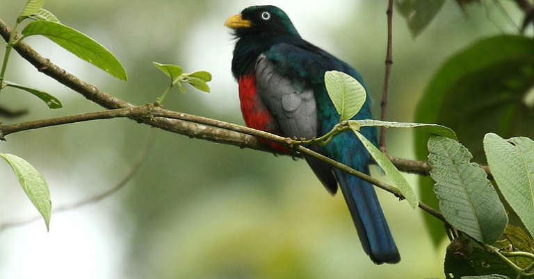 Chocó Trogon