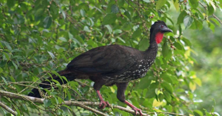 Crested Guan