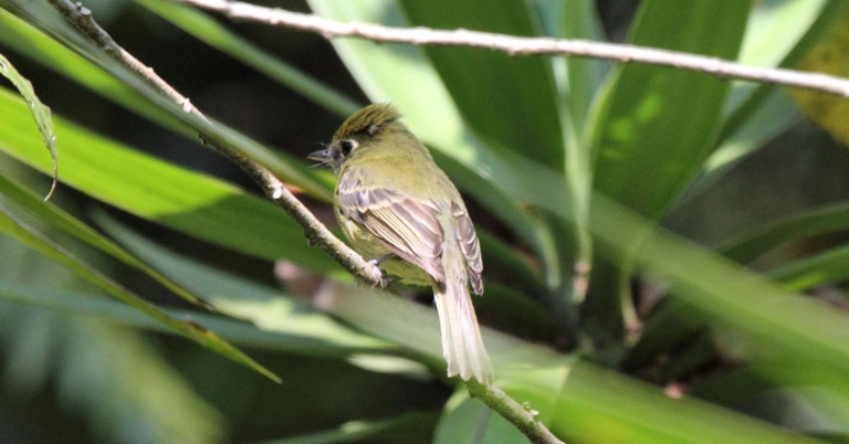 Flavescent flycatcher 