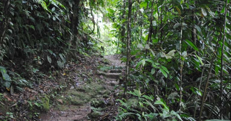 Selva Verde rainforest trail