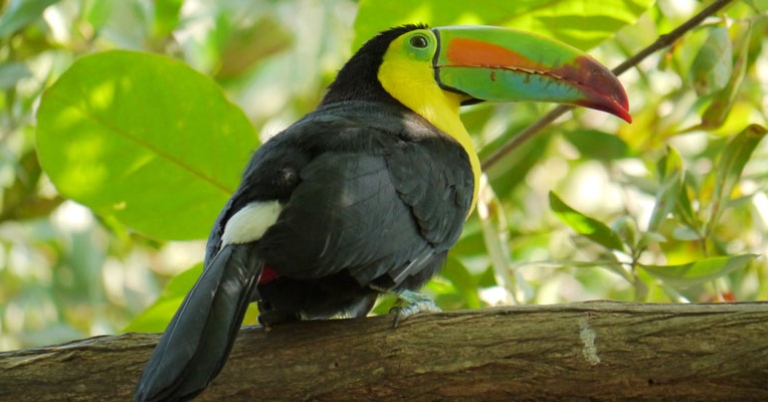 Keel-billed Toucan