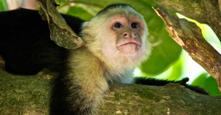 White-faced Capuchin 