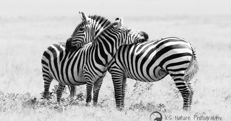 Zebras