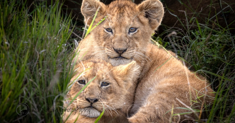 Lion cubs