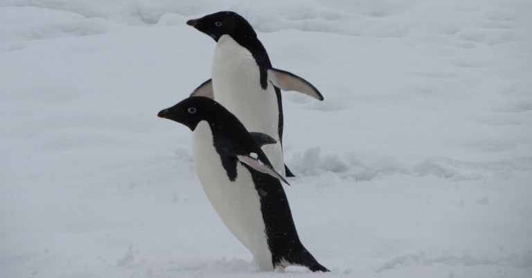 Adélie Penguins