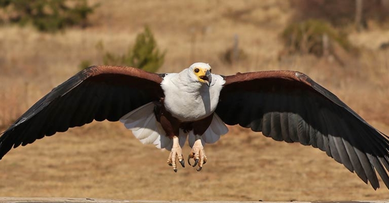 African Fish-Eagle at Dullstroom Bird of Prey & Rehabilitation Centre