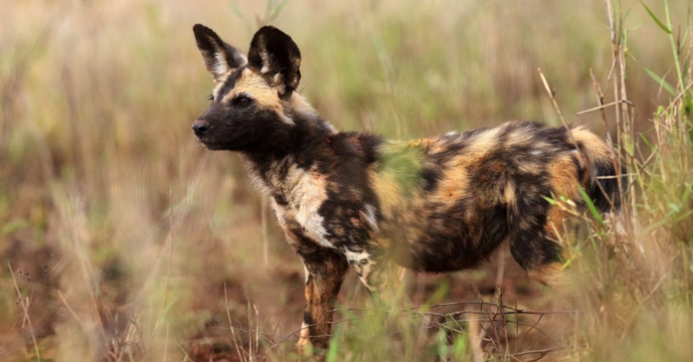 Wild Dog