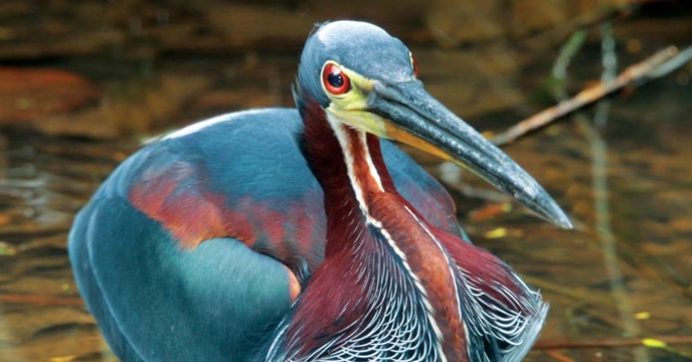 Agami Heron
