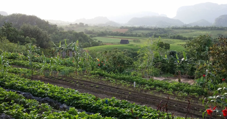 Paladar Agroecológico