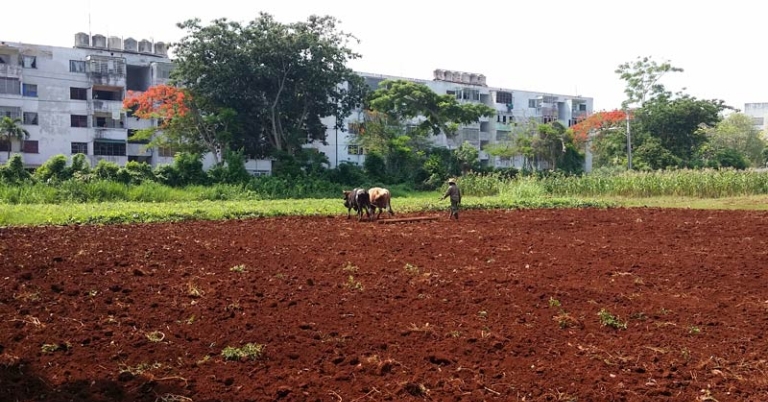 Oxen at Alamar Organoponic Gardens
