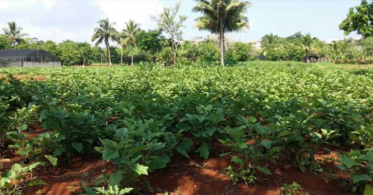 Alamar Organoponic Gardens