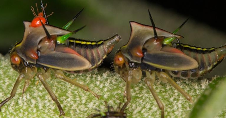 Treehoppers