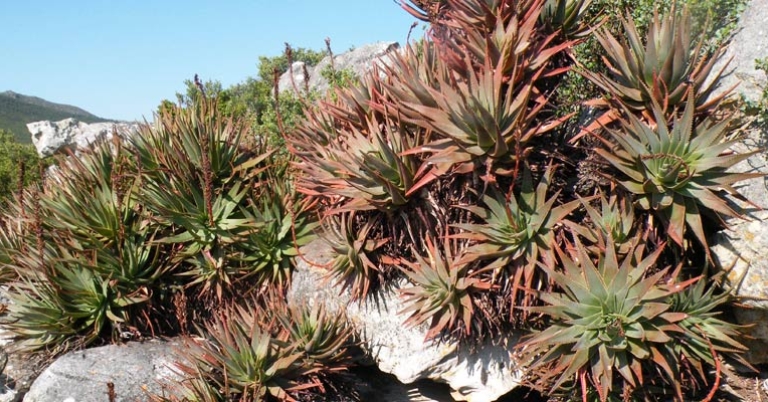 Aloe succotrina on Table Mountain