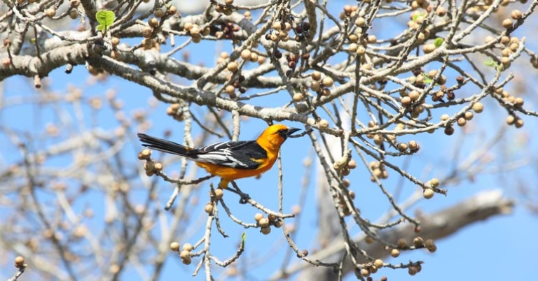 Altamira Oriole