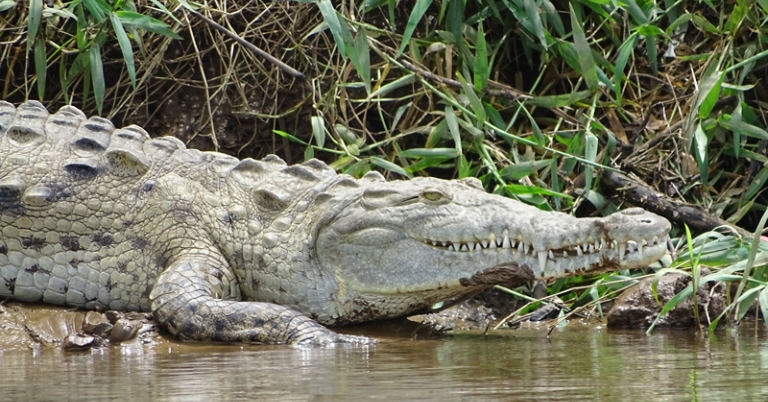 American Crocodile in Tárcoles River
