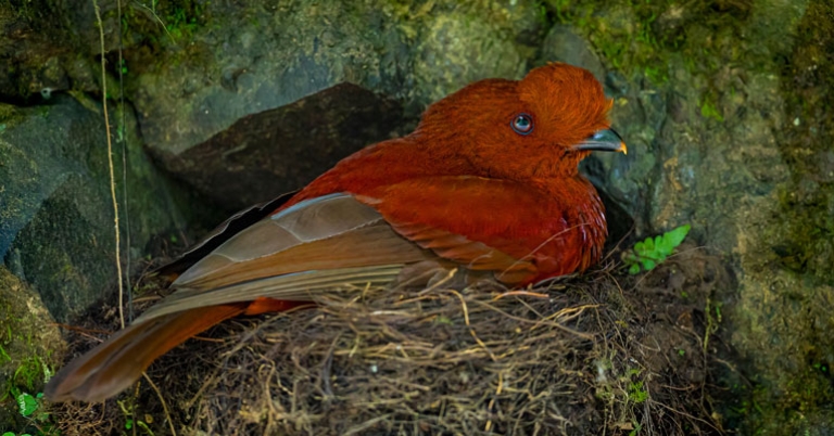 Andean Cock-of-the-rock