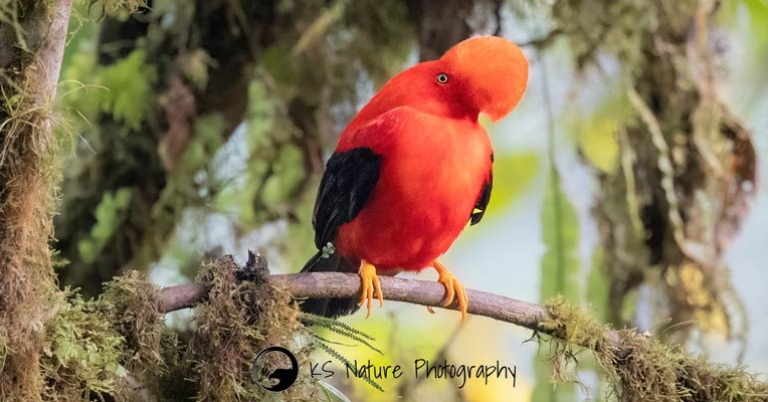 Andean Cock-of-the-rock