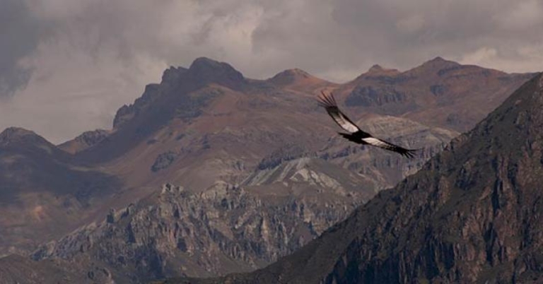 Andean Condor