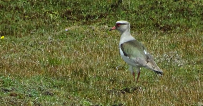 Andean Lapwing at Antisana