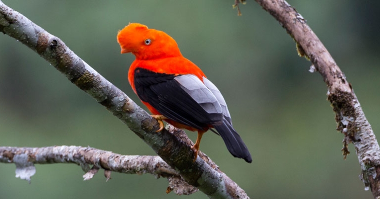 Andean Cock-of-the-Rock