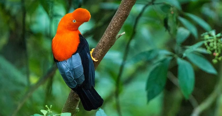 Andean Cock-of-the-rock