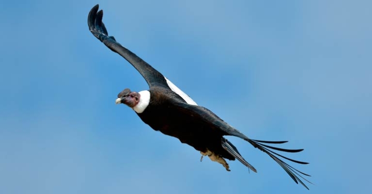 Andean Condor