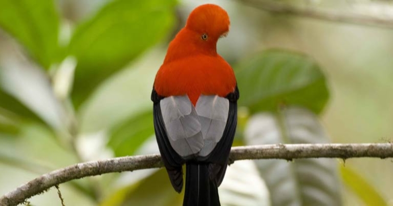 Andean Cock-of-the-rock