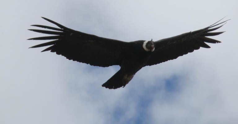 Andean Condor