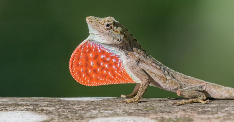 Anole lizard