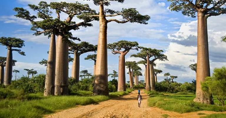 The iconic Avenue of the Baobabs
