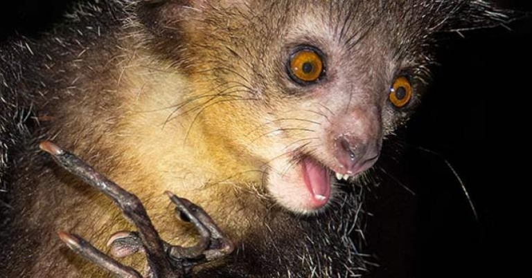 Aye-aye lemur
