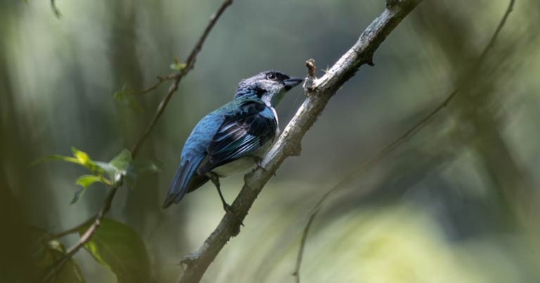 Azure-rumped Tanager