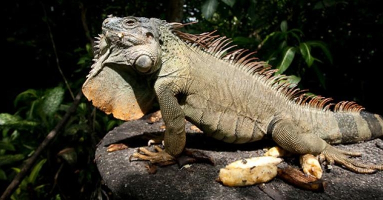 Green Iguana at Selva Verde Lodge and Rainforest Reserve