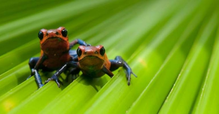 Strawberry Poison Dart Frogs, Costa Rica