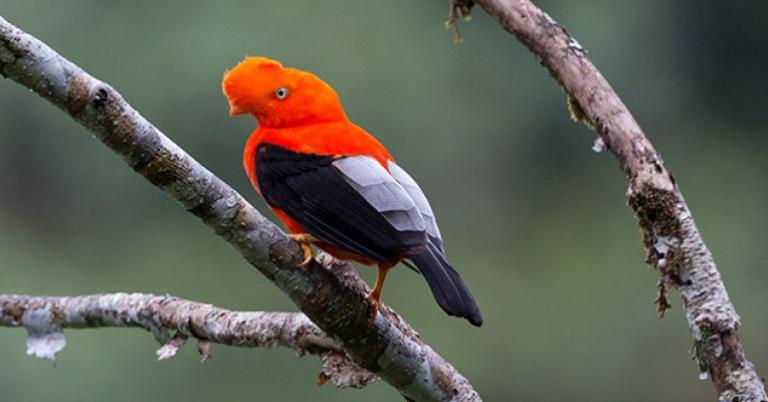 Andean Cock-of-the-Rock