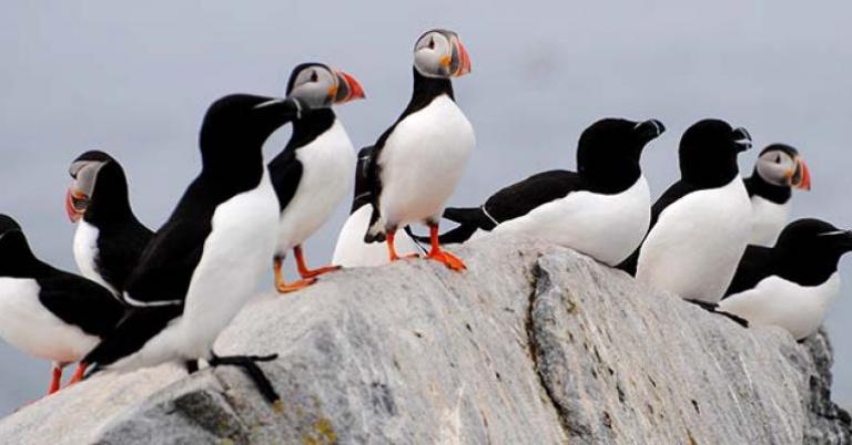 Atlantic Puffins and Razorbills