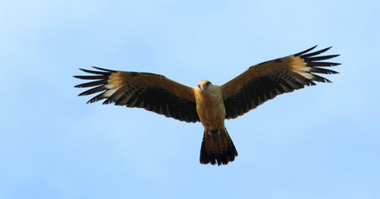 Yellow-headed Caracara