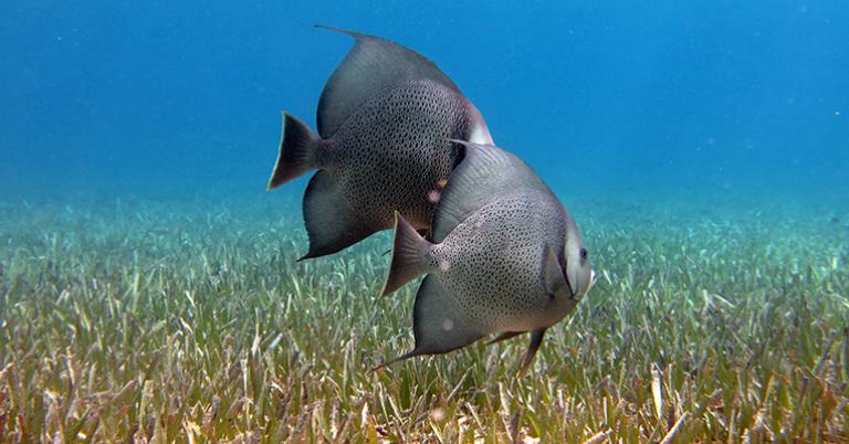 Gray angelfish