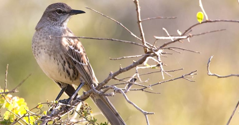 Bahama Mockingbird (Mimus gundlachii)