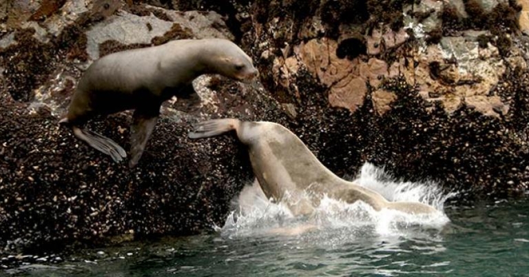 Ballestas Islands, Peru