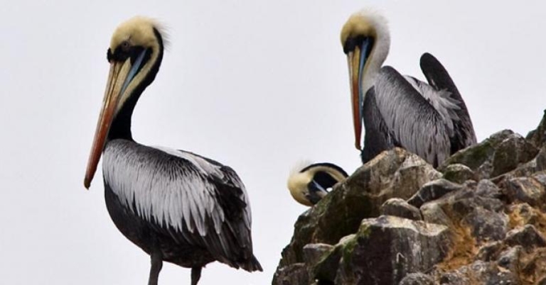 Pelicans on Ballestas Island