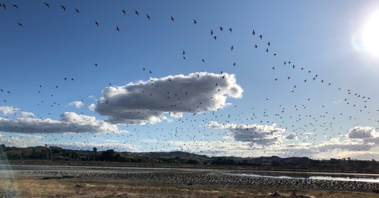 Bar-tailed Godwits at Pukorokoro Miranda Shorebird Center